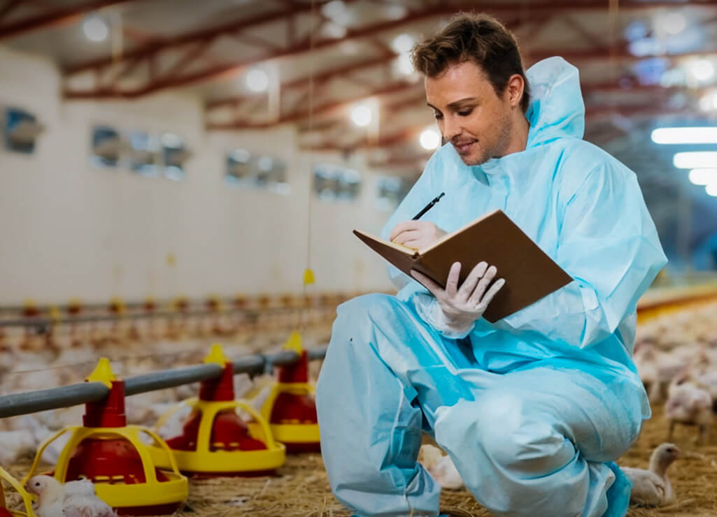 Caisses pour &eacute;quipements de poulets de chair