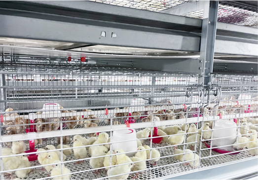 &eacute;levage de poulettes