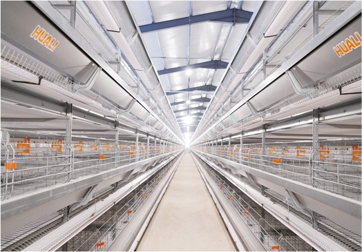 cage &agrave; poules pondeuses