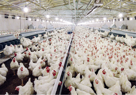 gestion des reproducteurs de poules pondeuses