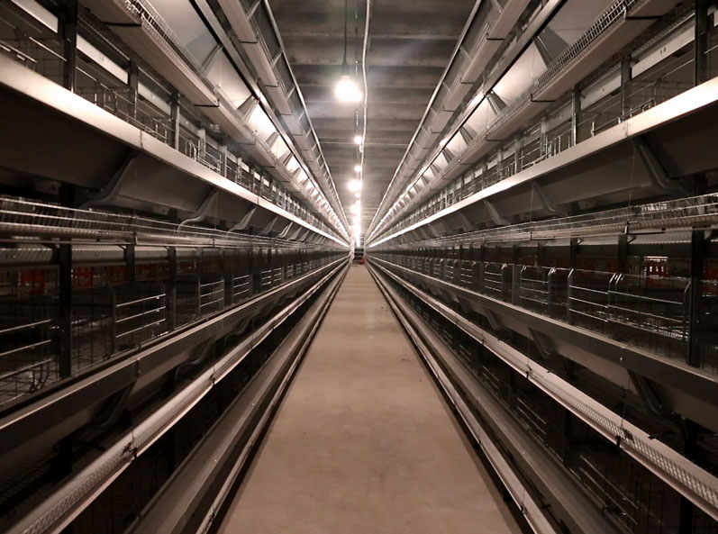 Projet russe d'&eacute;levage de poules pondeuses en cage