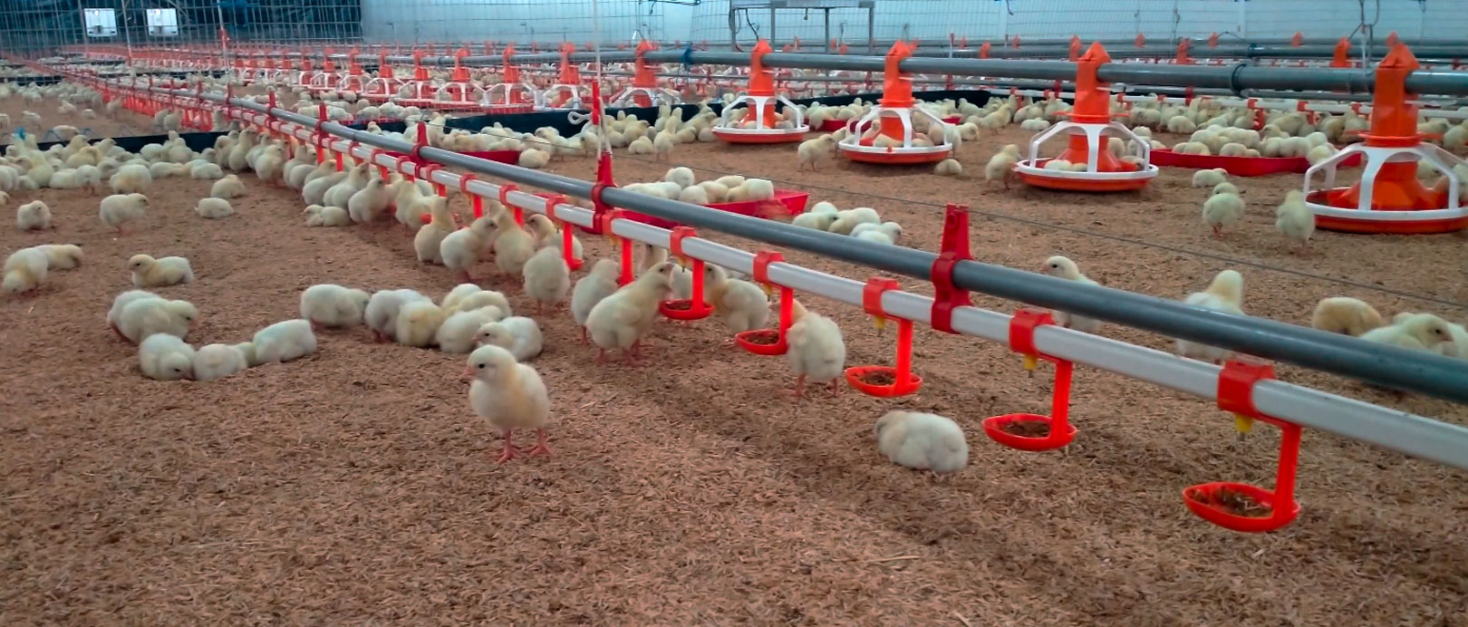 Projet d'&eacute;levage de poulets de chair au sol en &Eacute;quateur