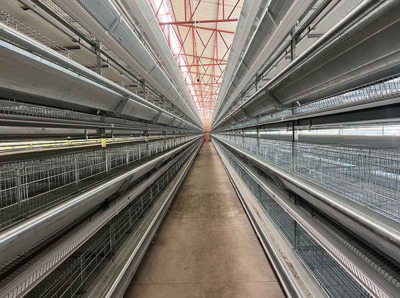 Projet d'élevage de poules pondeuses en cage au Mexique