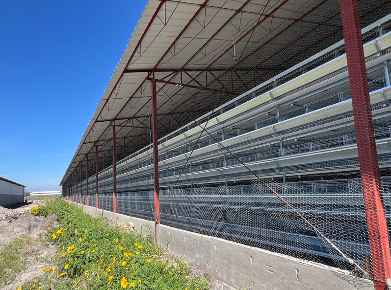 Projet d'élevage de poules pondeuses en cage au Mexique