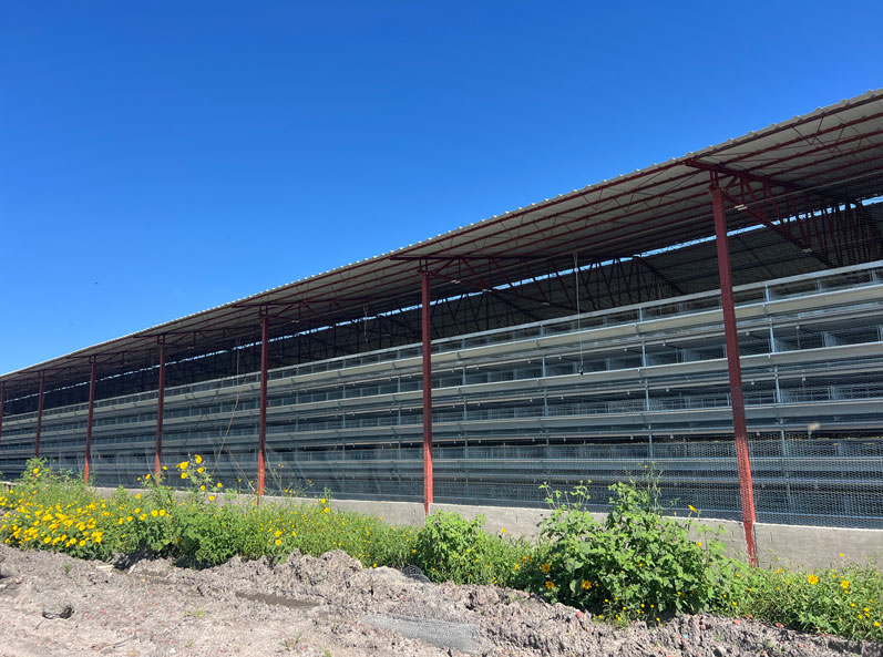 Projet d'élevage de poules pondeuses en cage au Mexique
