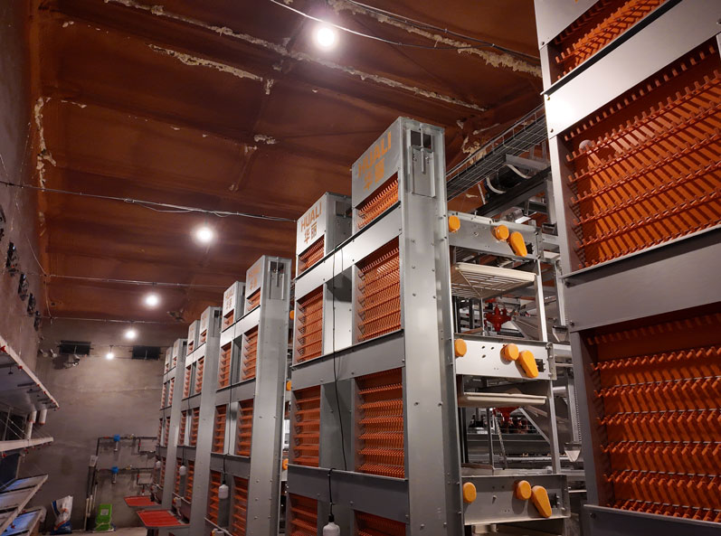Projet de cages &agrave; poules pondeuses de Qingdao GaoTianRan