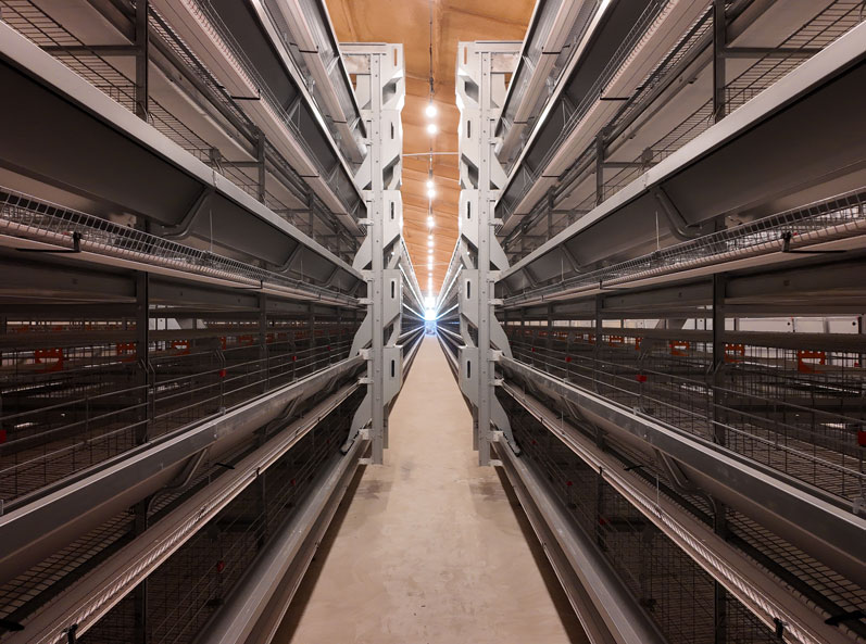 Projet de cages &agrave; poules pondeuses de Qingdao GaoTianRan
