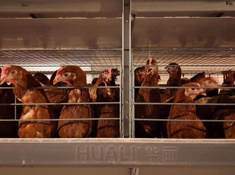 Projet de cages &agrave; poules pondeuses de Qingdao GaoTianRan