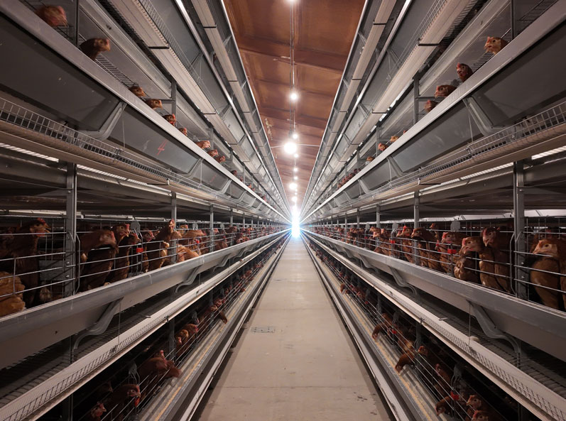 Projet de cages &agrave; poules pondeuses de Qingdao GaoTianRan