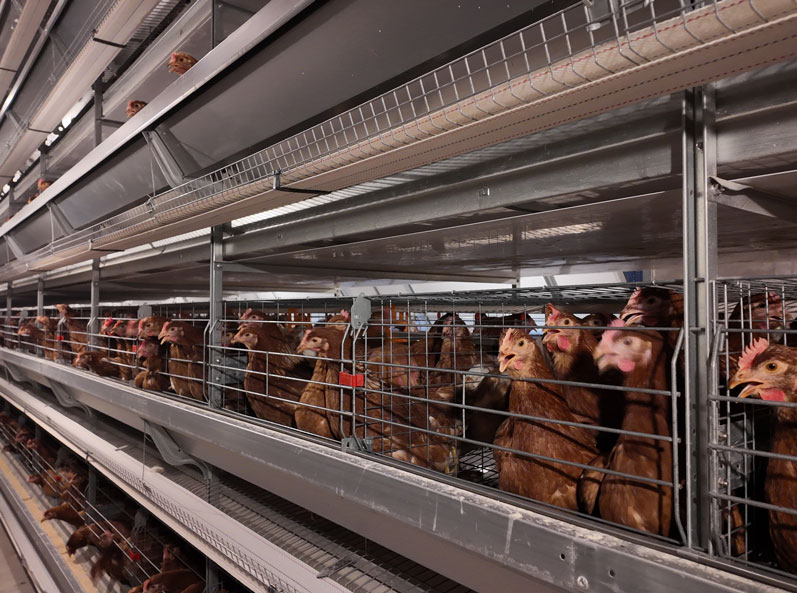 Projet de cages &agrave; poules pondeuses de Qingdao GaoTianRan
