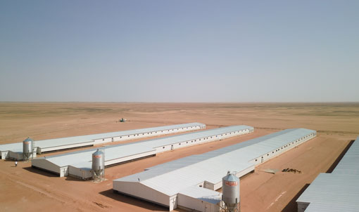 Projet saoudien d'&eacute;levage de poulets de chair au sol
