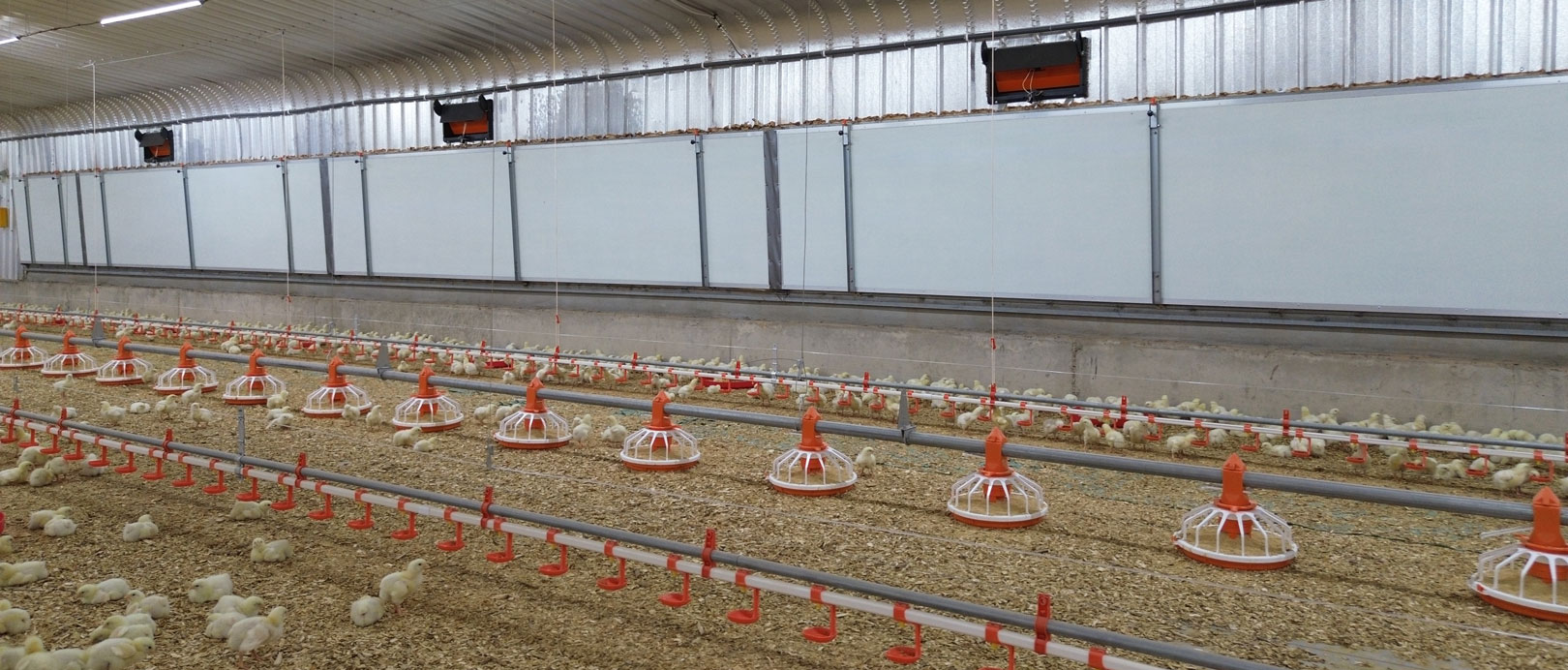 Projet saoudien d'&eacute;levage de poulets de chair au sol