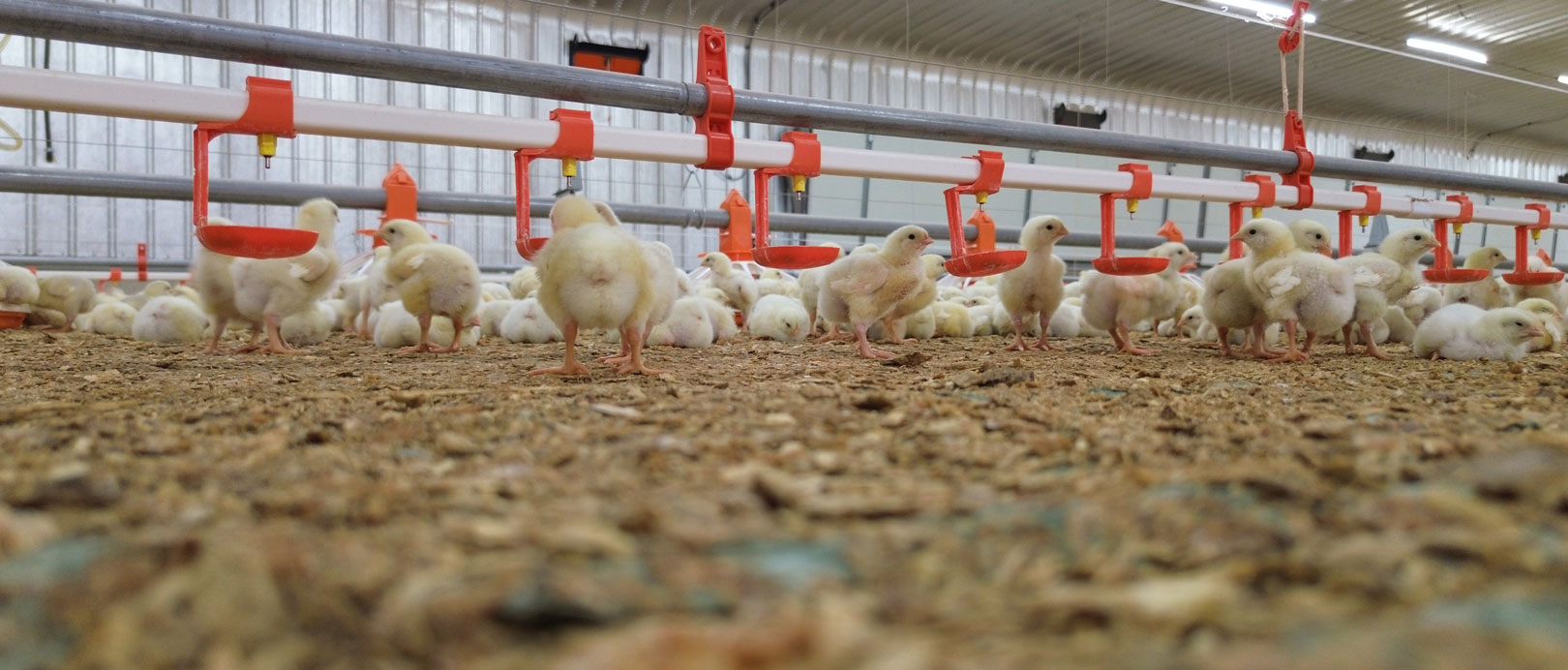 Projet saoudien d'&eacute;levage de poulets de chair au sol