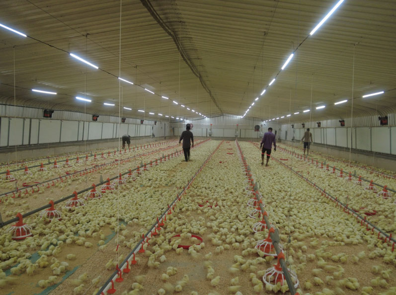 Projet saoudien d'&eacute;levage de poulets de chair au sol