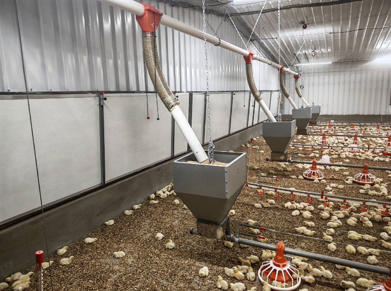 Projet saoudien d'&eacute;levage de poulets de chair au sol