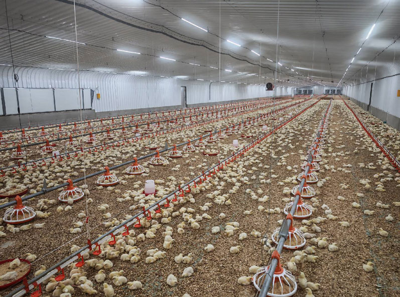 Projet saoudien d'&eacute;levage de poulets de chair au sol