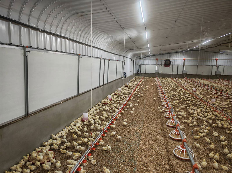 Projet saoudien d'&eacute;levage de poulets de chair au sol