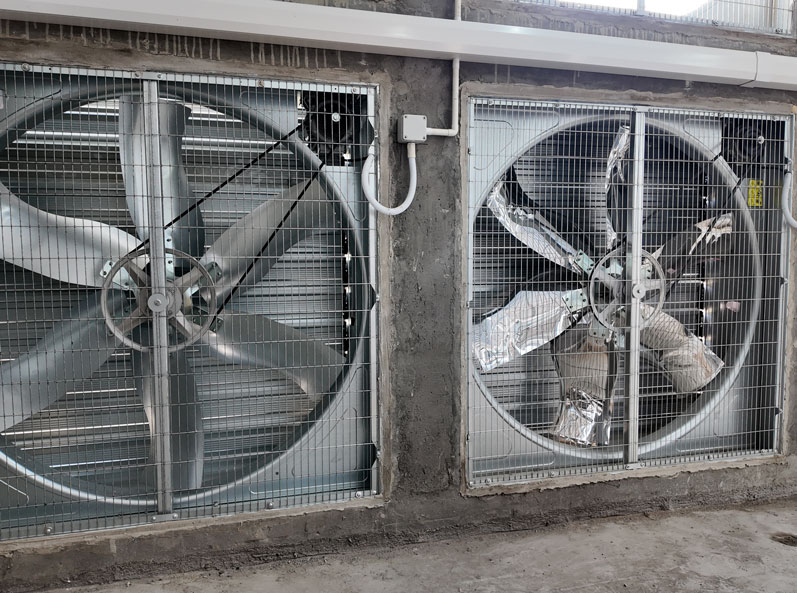 Projet d'élevage de canards en cage du Shandong