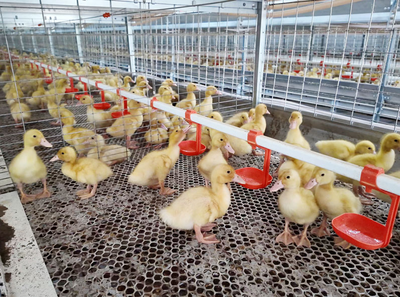 Projet d'élevage de canards en cage du Shandong