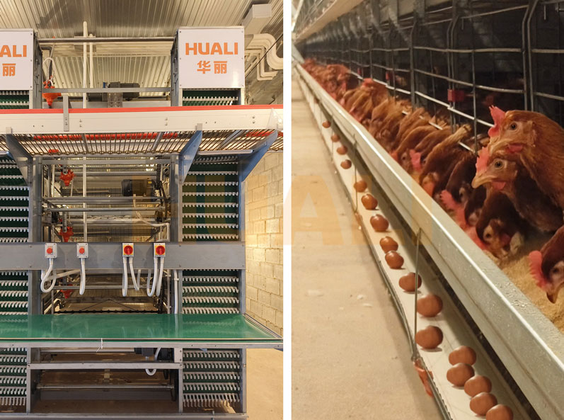 Projet d'&eacute;levage de poules pondeuses en cage en Tha&iuml;lande
