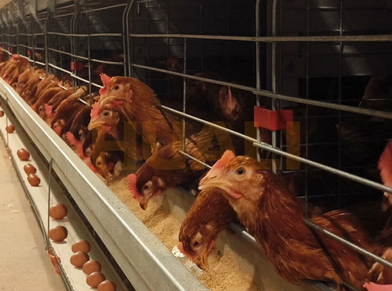 Projet d'&eacute;levage de poules pondeuses en cage en Tha&iuml;lande