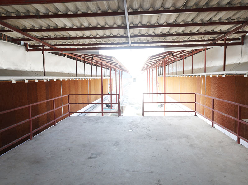 Projet d'&eacute;levage de poules pondeuses en cage en Tha&iuml;lande