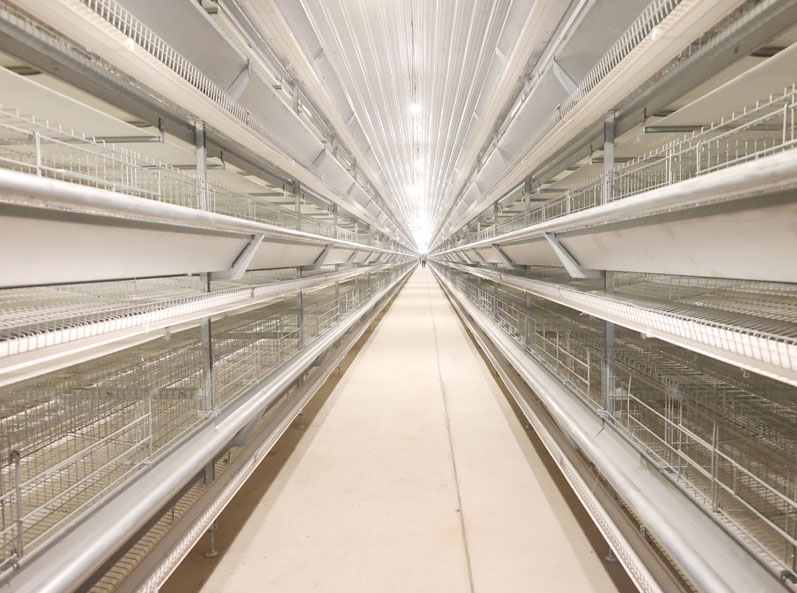 Projet d'&eacute;levage de poules pondeuses en cage en Tha&iuml;lande