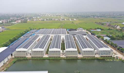 Projet d'&eacute;levage en cage de canards pondeurs de Taixing Shunhe