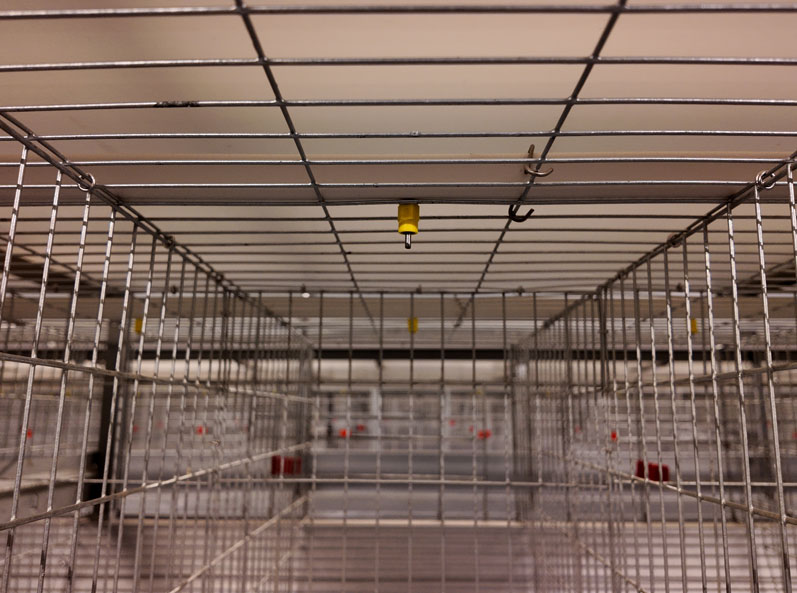 Projet d'&eacute;levage en cage de canards pondeurs de Taixing Shunhe