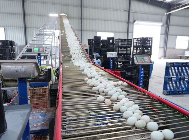 Projet d'&eacute;levage en cage de canards pondeurs de Taixing Shunhe