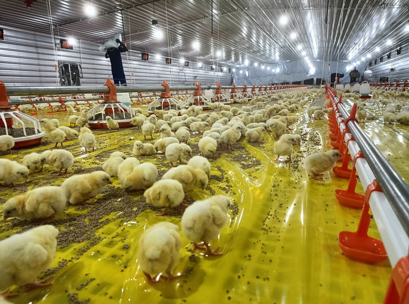Projet d'&eacute;levage de poulets de chair au sol en Tanzanie