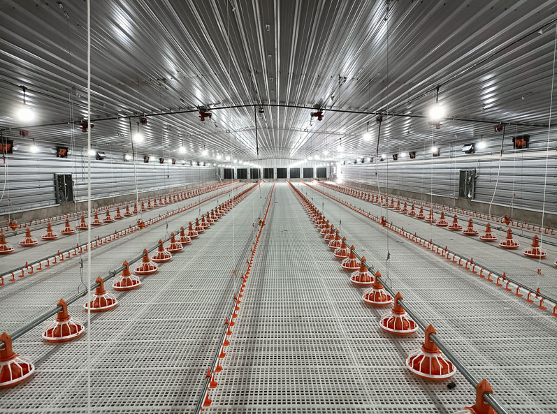 Projet d'&eacute;levage de poulets de chair au sol en Tanzanie