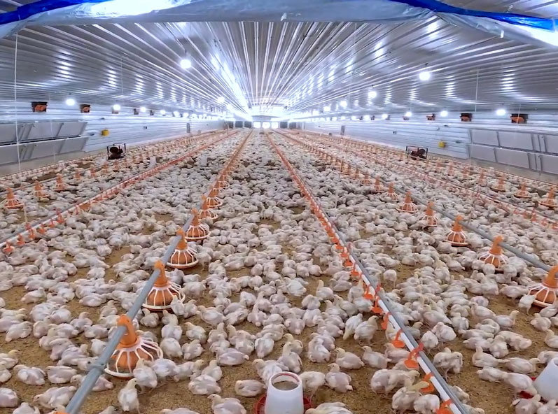 Projet d'&eacute;levage de poulets de chair au sol en Tanzanie