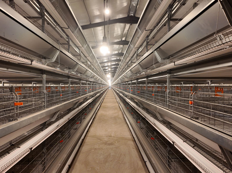 Projet d'élevage en cage à couches de TianYuan