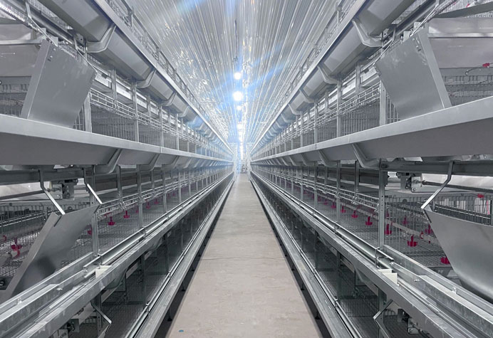 &eacute;levage de poulettes