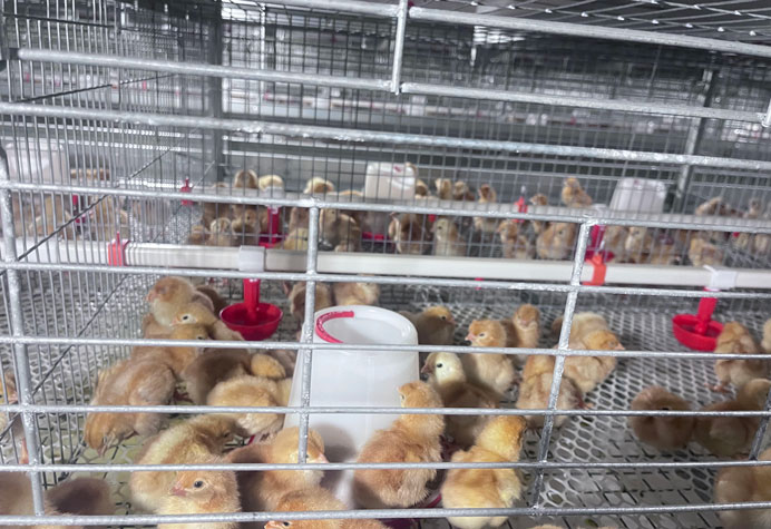 &eacute;levage de poulettes