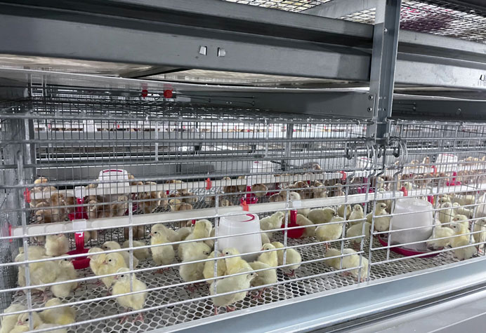 &eacute;levage de poulettes