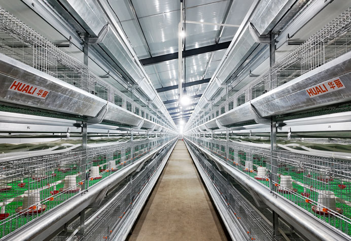 &eacute;levage de poulettes