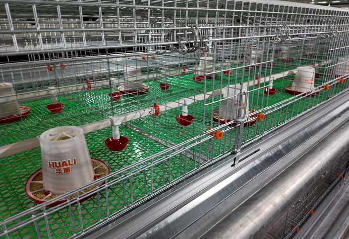 &eacute;levage de poulettes