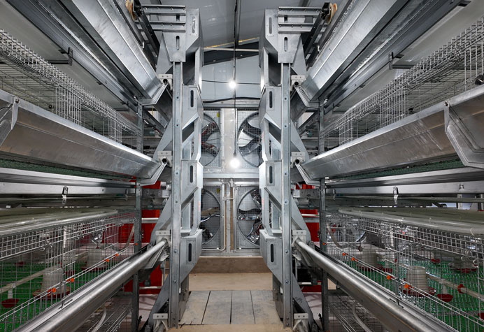&eacute;levage de poulettes
