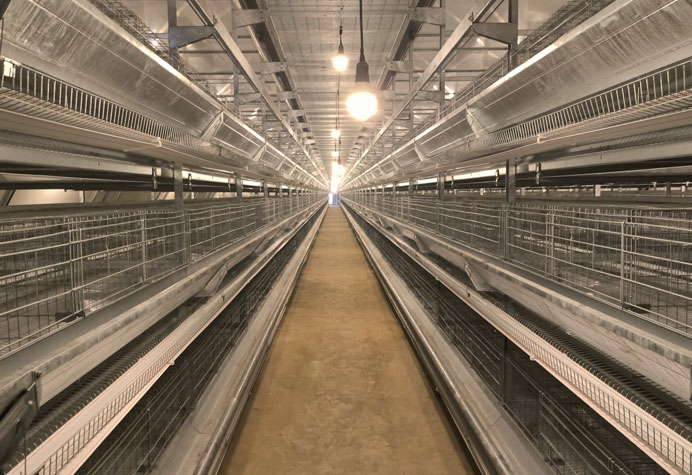 cage &agrave; poules pondeuses