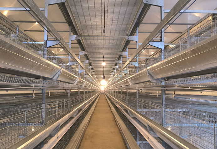cage &agrave; poules pondeuses