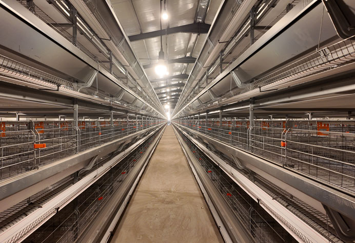 cage &agrave; poules pondeuses