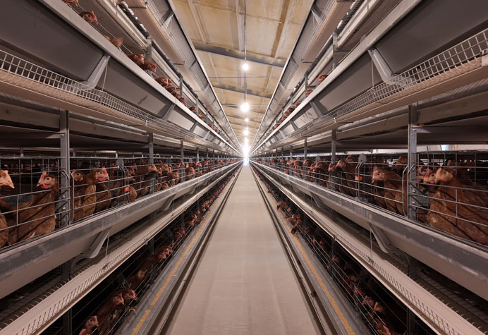 cage &agrave; poules pondeuses