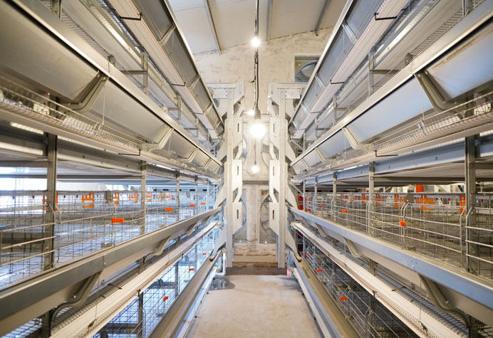 cage &agrave; poules pondeuses