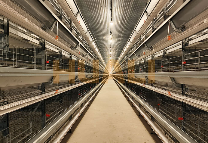 cage &agrave; poules pondeuses