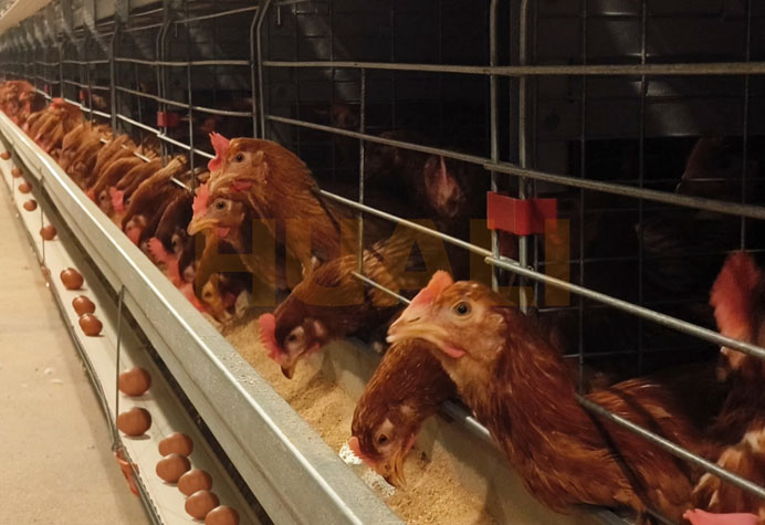 cage &agrave; poules pondeuses