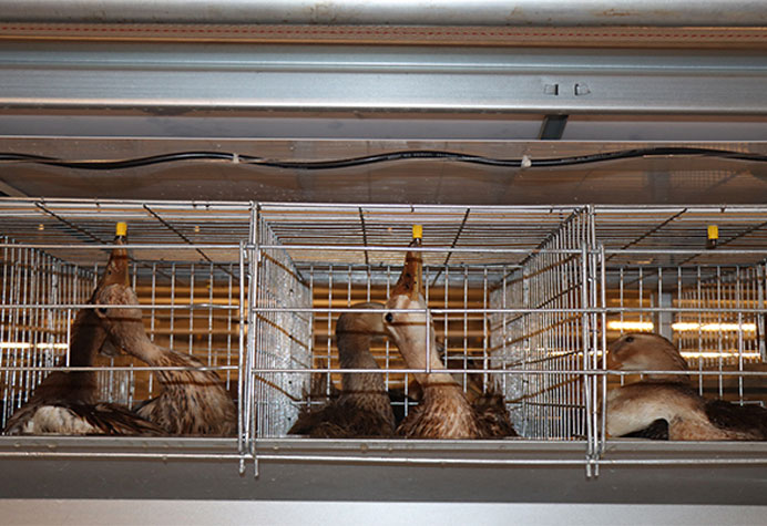 cage &agrave; canards pondeurs