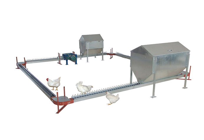 gestion des reproducteurs de poules pondeuses