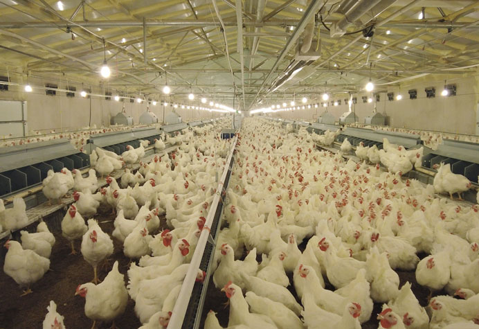 gestion des reproducteurs de poules pondeuses